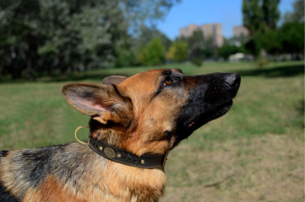 Royal Nappa Padded Braided Dog Collar for Fashion Walking