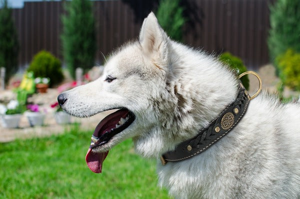 Royal Nappa Padded Braided Dog Collar for Fashion Walking