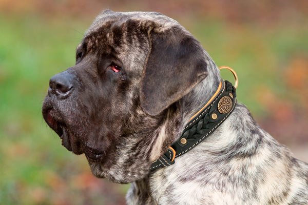 Royal Nappa Padded Braided Dog Collar for Fashion Walking