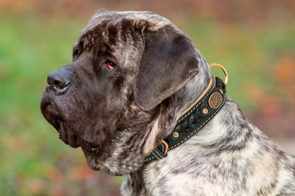 Royal Nappa Padded Braided Dog Collar for Fashion Walking