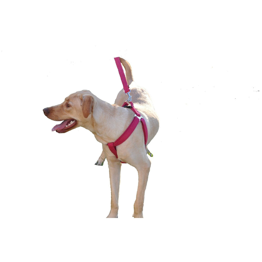 Comfort Microfiber Flat Step-In Dog Harness – Soft Harness for Small Dogs – view 11