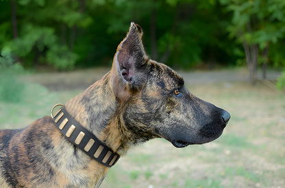 Fashion Studded Dog Collar with Sparkling Plates for Walking