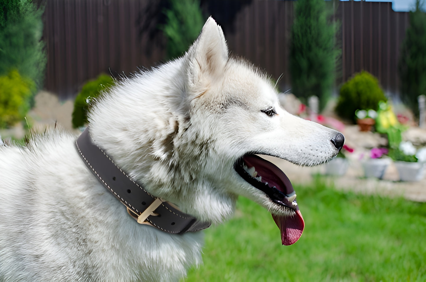 Royal Nappa Padded Handmade Leather Dog Collar for Fashion Walking