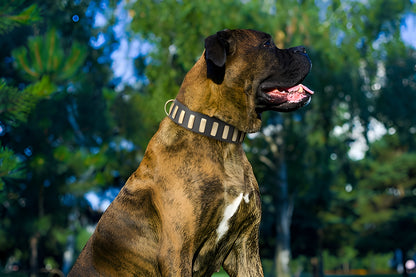 Fashion Studded Dog Collar with Sparkling Plates for Walking