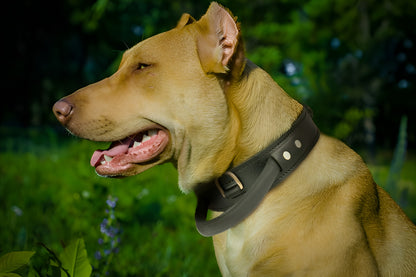 Extra Durable 2 Ply Leather Dog Collar with Handle - Ultimate Control