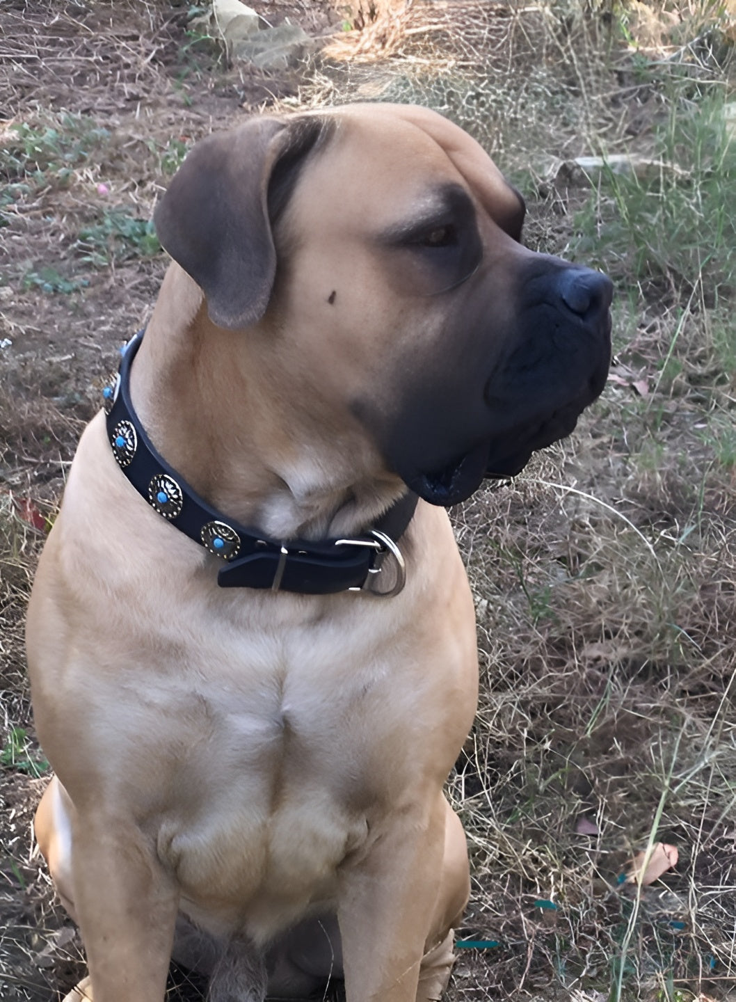 Beautiful Leather Dog Collar Decorated with Blue Stones