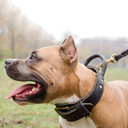 Extra Durable 2 Ply Leather Dog Collar with Handle - Ultimate Control