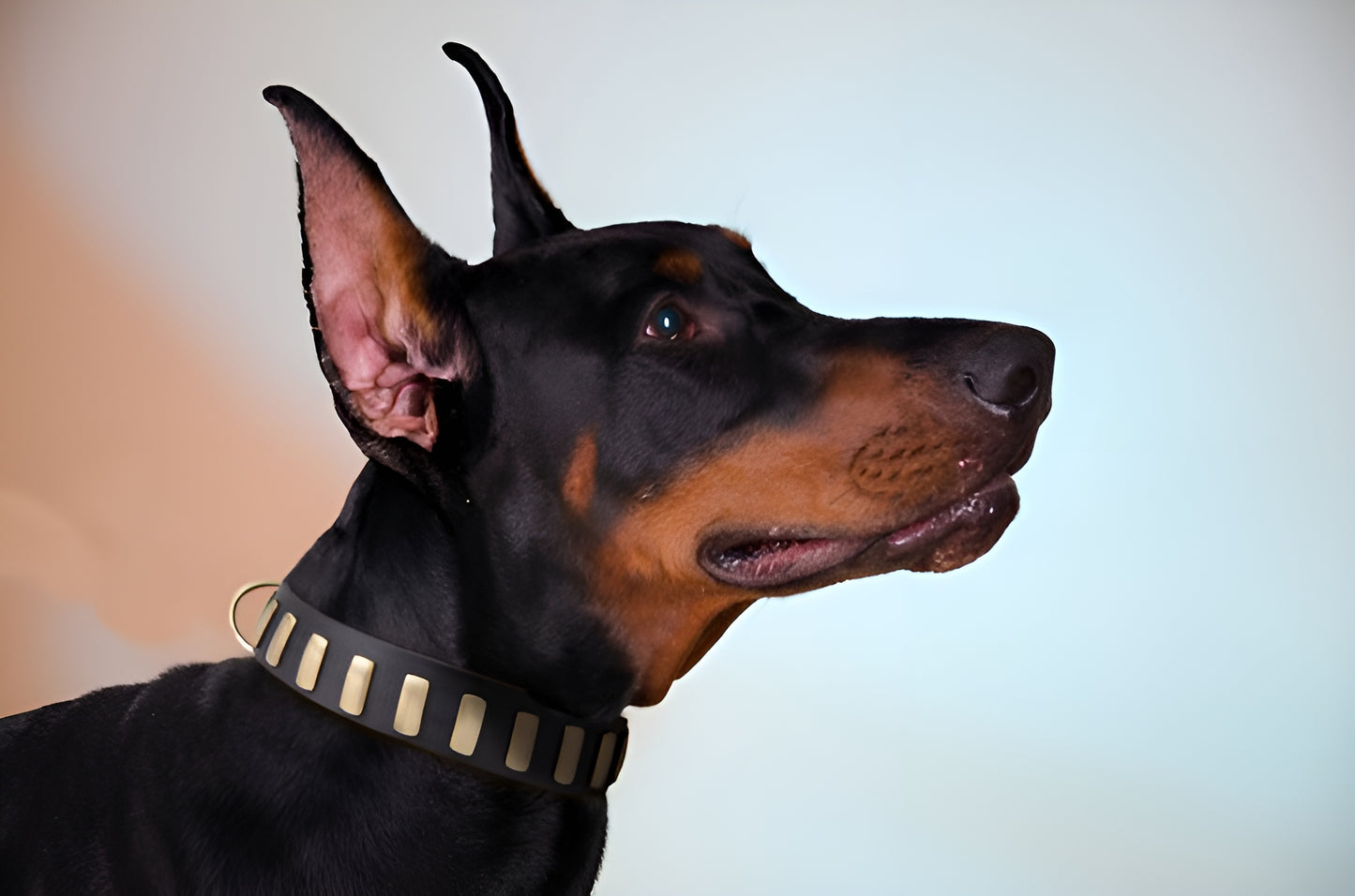 Fashion Studded Dog Collar with Sparkling Plates for Walking