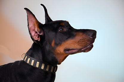 Fashion Studded Dog Collar with Sparkling Plates for Walking