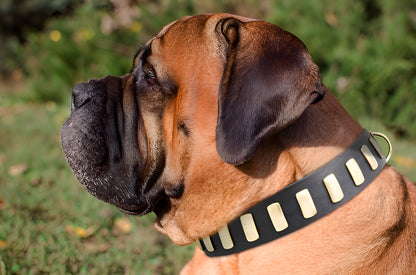 Fashion Studded Dog Collar with Sparkling Plates for Walking