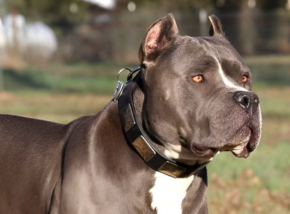 Blast War Leather Dog Collar with Plates