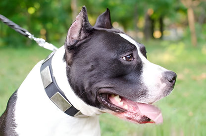 Blast War Leather Dog Collar with Plates