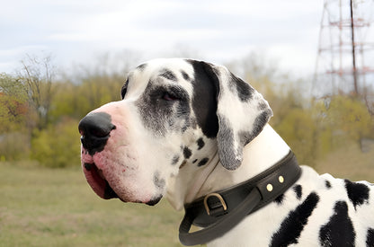 Extra Durable 2 Ply Leather Dog Collar with Handle - Ultimate Control