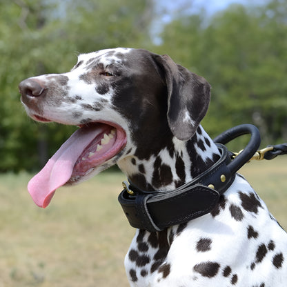 Extra Durable 2 Ply Leather Dog Collar with Handle - Ultimate Control