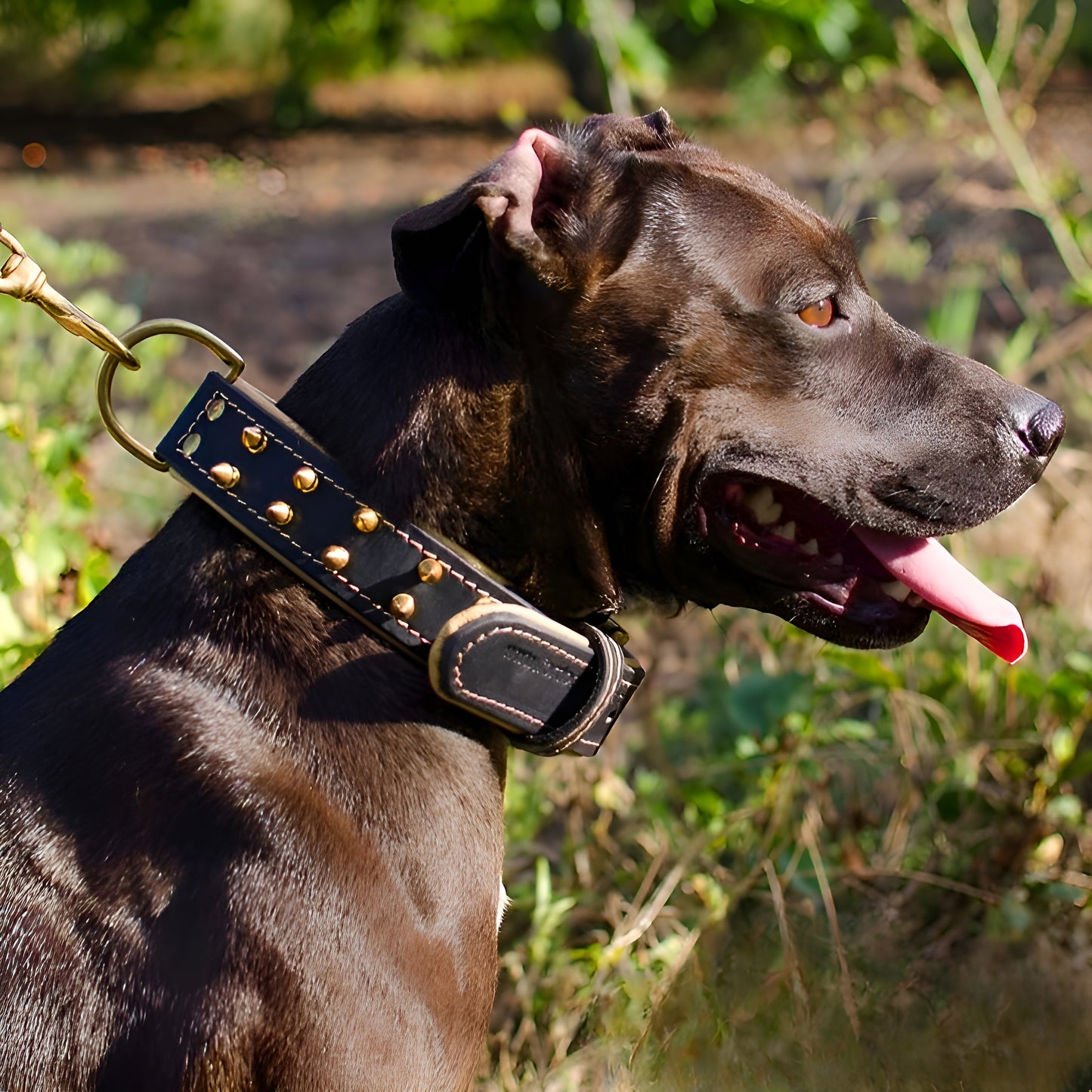 Gorgeous Leather Collar with Two Rows of Awesome Brass Spikes