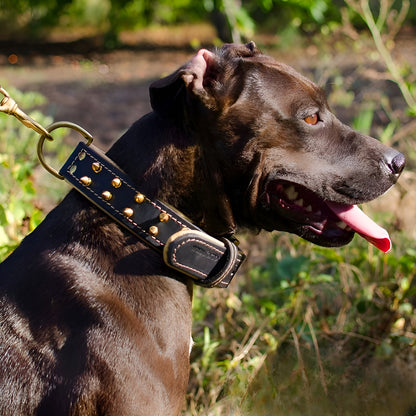 Gorgeous Leather Collar with Two Rows of Awesome Brass Spikes