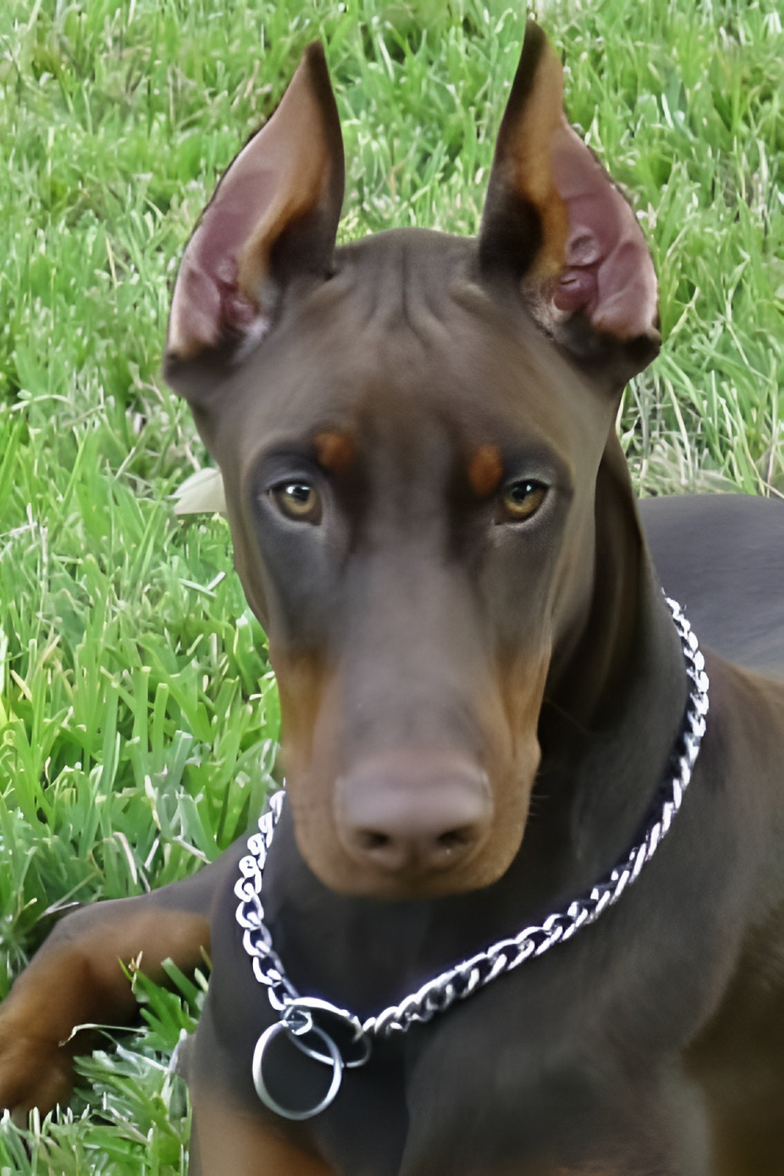Herm Sprenger - Chrome Plated Steel Dog Training Collar - Narrow Round Links Slip Dog Chain - for Small Medium Large Dogs - Professional Training Collar - Made in Germany