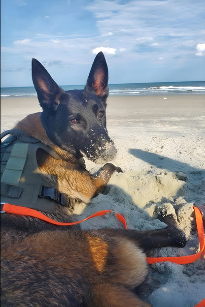 Biothane Waterproof Leash 2 ft