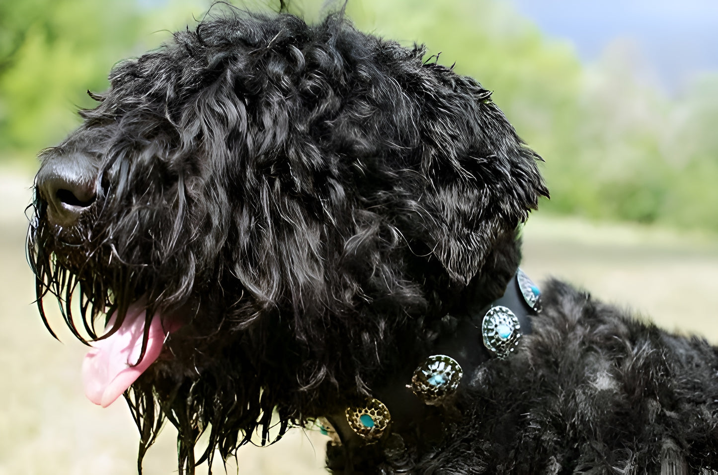 Beautiful Leather Dog Collar Decorated with Blue Stones