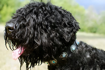 Beautiful Leather Dog Collar Decorated with Blue Stones