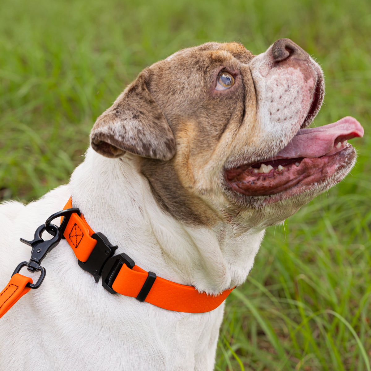 Waterproof Dog Collar with Metal Stab-Lock Buckle – Heavy-Duty Biothane HEX Collar – view 11