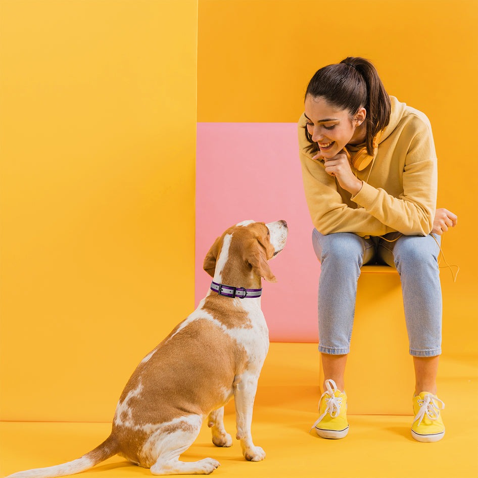 Biothane Translucent Reflective Collar