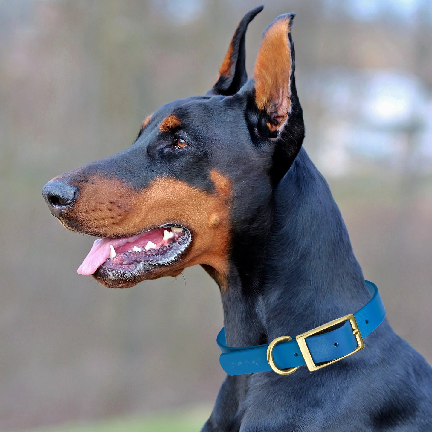 Viper Biothane Waterproof Collar - Brass Hardware - Size XL (22 to 25 inches)