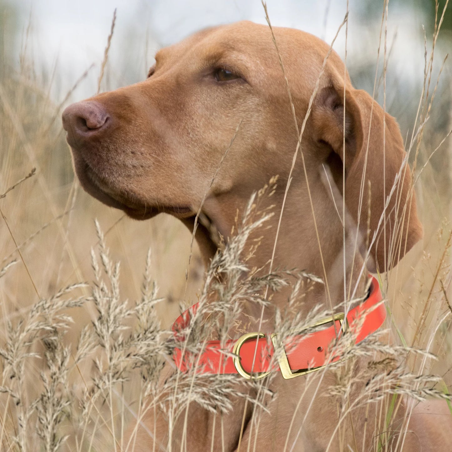 Viper Biothane Waterproof Collar - Brass Hardware - Size L (18 to 22 inches)