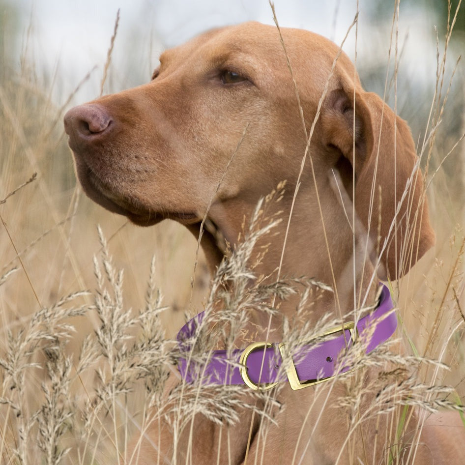 Viper Biothane Waterproof Collar - Brass Hardware