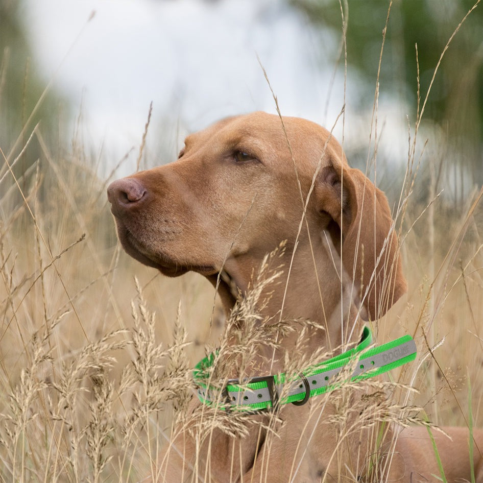 Biothane Reflective E-Collar Replacement Strap