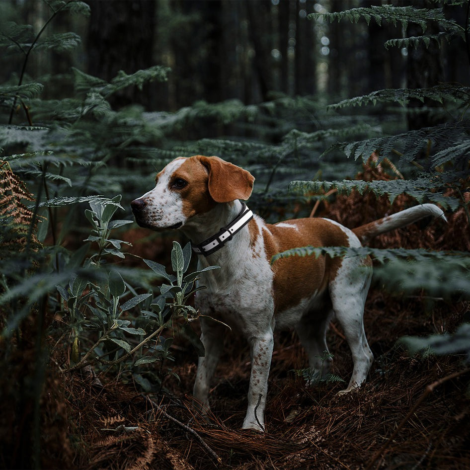 Biothane Translucent Reflective Collar