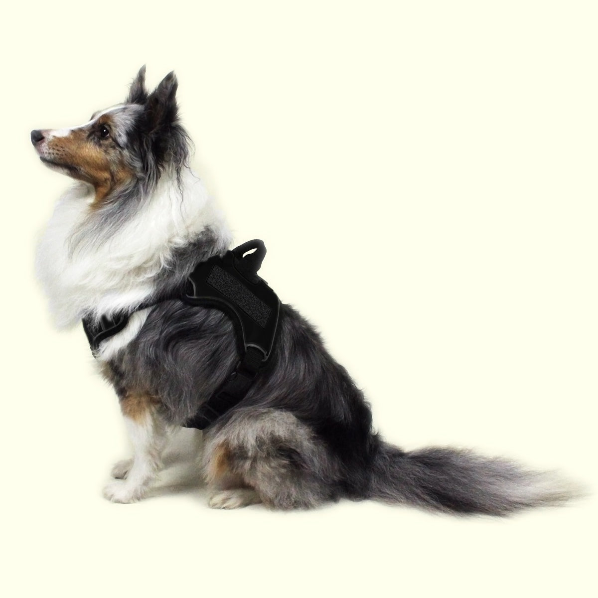 Quest Universal Dog Harness – Control, Safety, and Comfort in Every Step