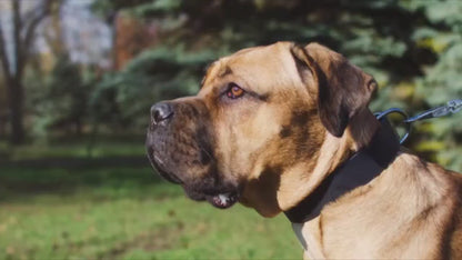 Fashion Dog Collar of Exclusive "Caterpillar" Design