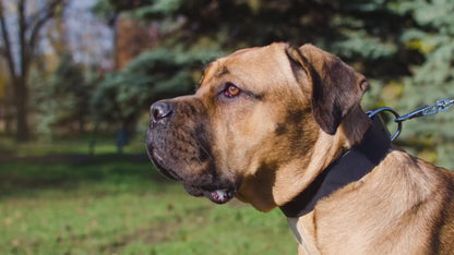 Blast War Leather Dog Collar with Plates