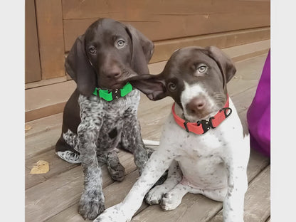 Collar para perro NexaPaw Biothane con hebilla Cobra
