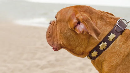Beautiful Leather Dog Collar Decorated with Blue Stones